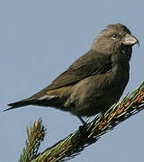 Red Crossbill