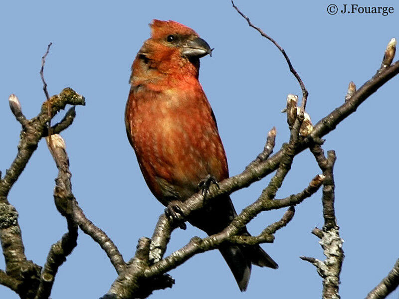 Red Crossbill