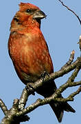 Red Crossbill