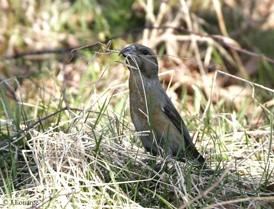 Red Crossbill