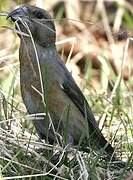 Red Crossbill