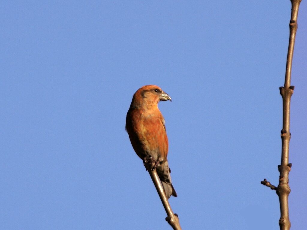 Red Crossbill male