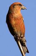 Red Crossbill