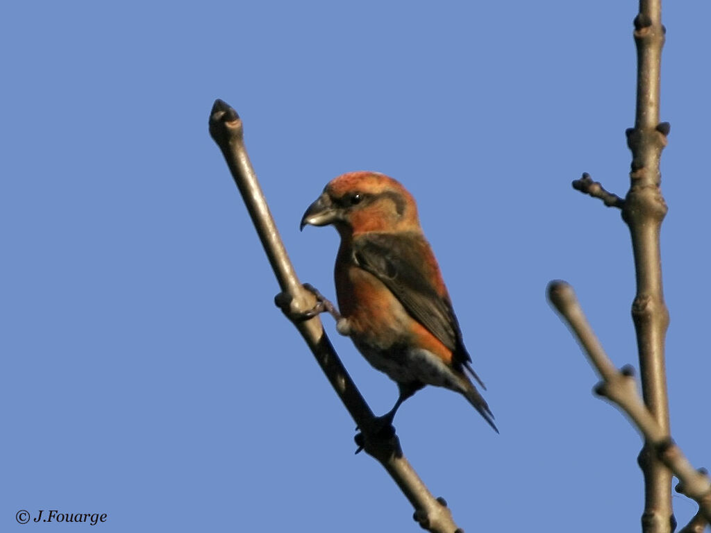 Red Crossbill male