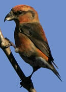 Red Crossbill