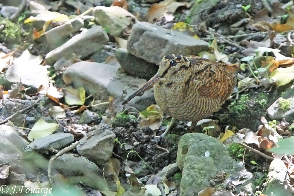 Bécasse des boisadulte, identification, Comportement