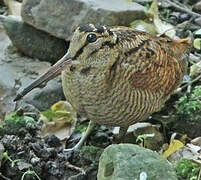 Eurasian Woodcock