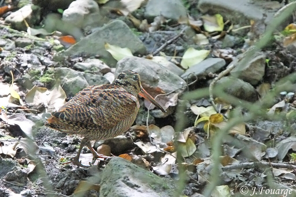 Eurasian Woodcockadult