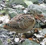 Eurasian Woodcock