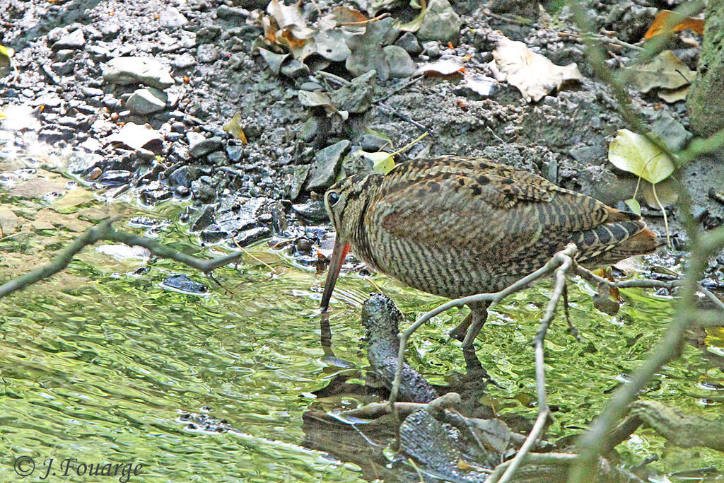 Bécasse des boisadulte, identification, régime