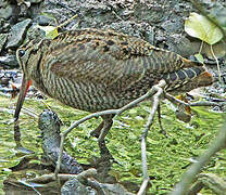 Eurasian Woodcock