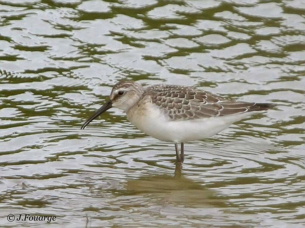 Curlew Sandpiper