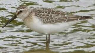 Curlew Sandpiper