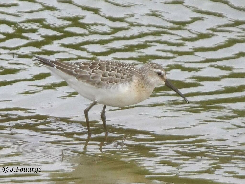 Curlew Sandpiper