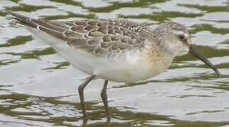 Curlew Sandpiper