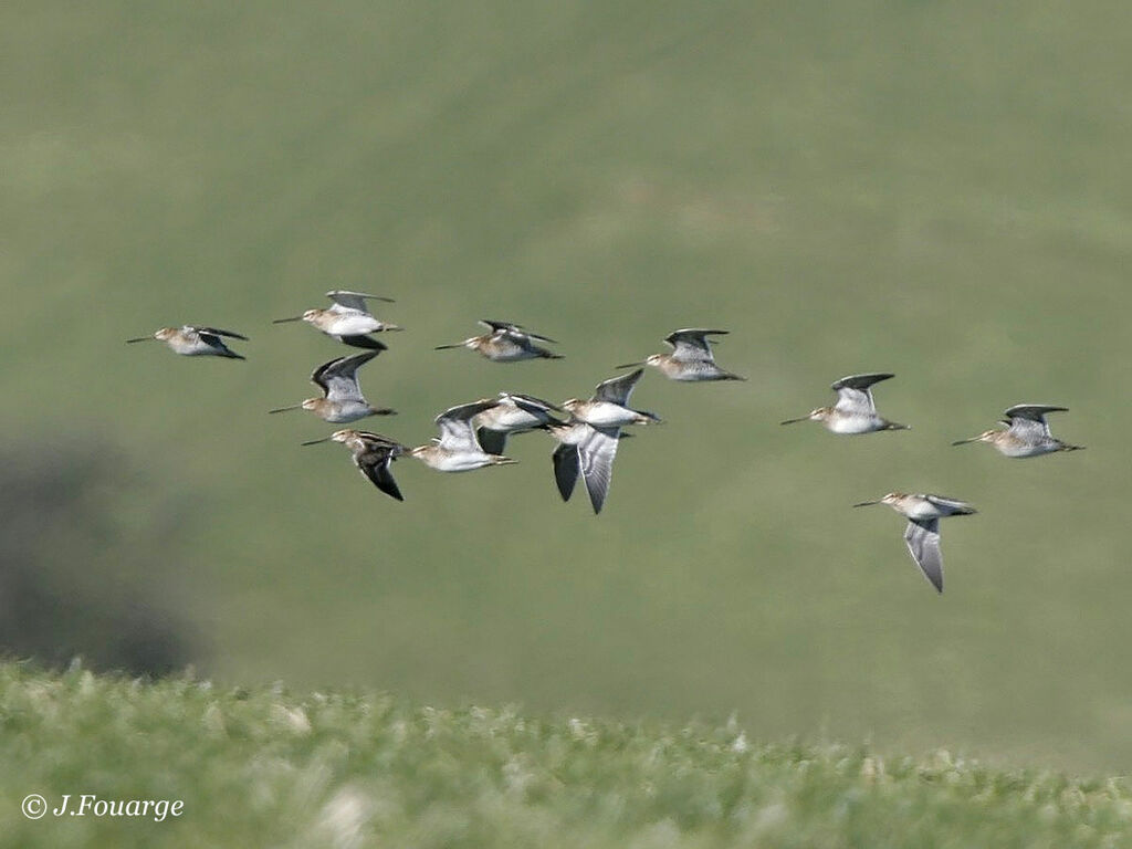 Common Snipeadult