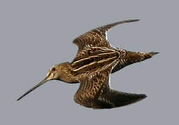 Common Snipe