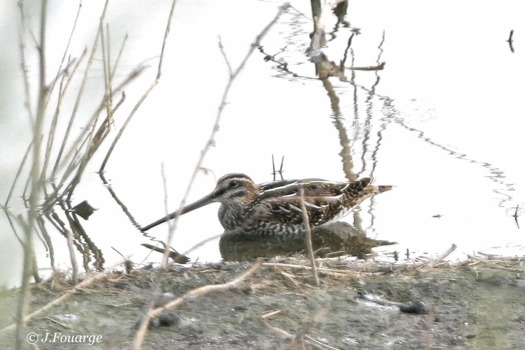 Common Snipe