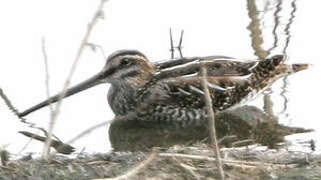 Common Snipe