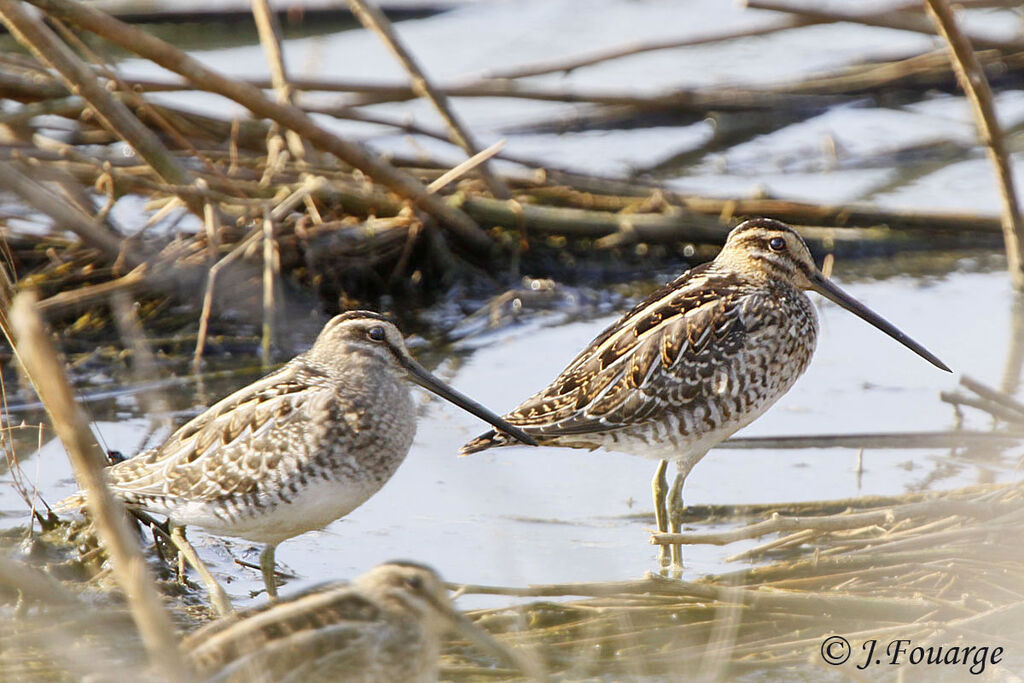 Common Snipe