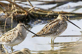 Common Snipe