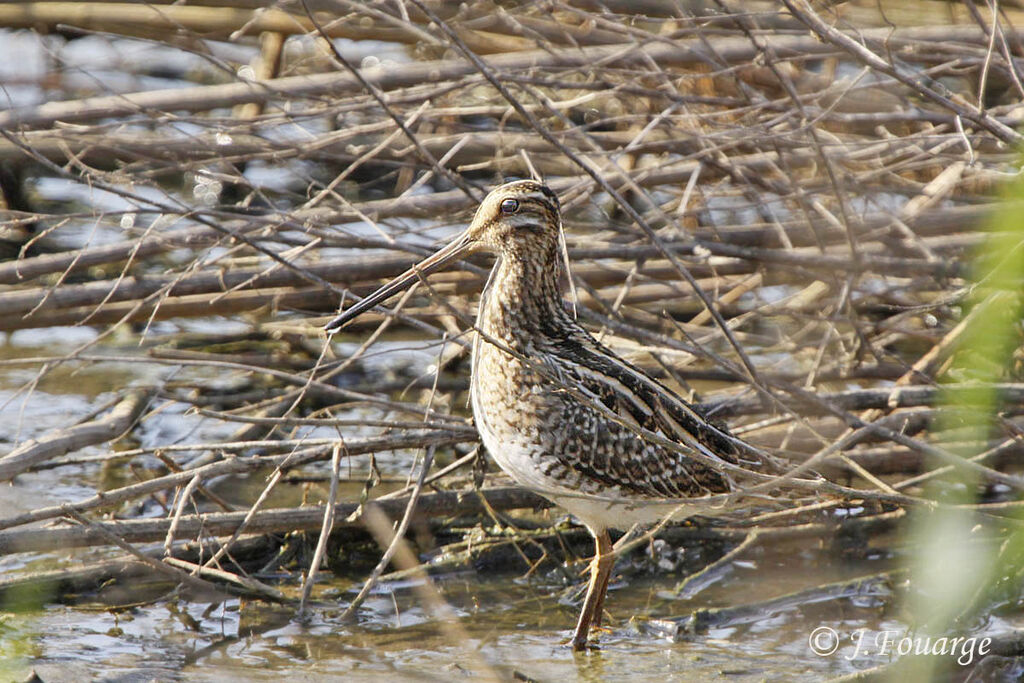 Common Snipe