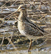 Common Snipe