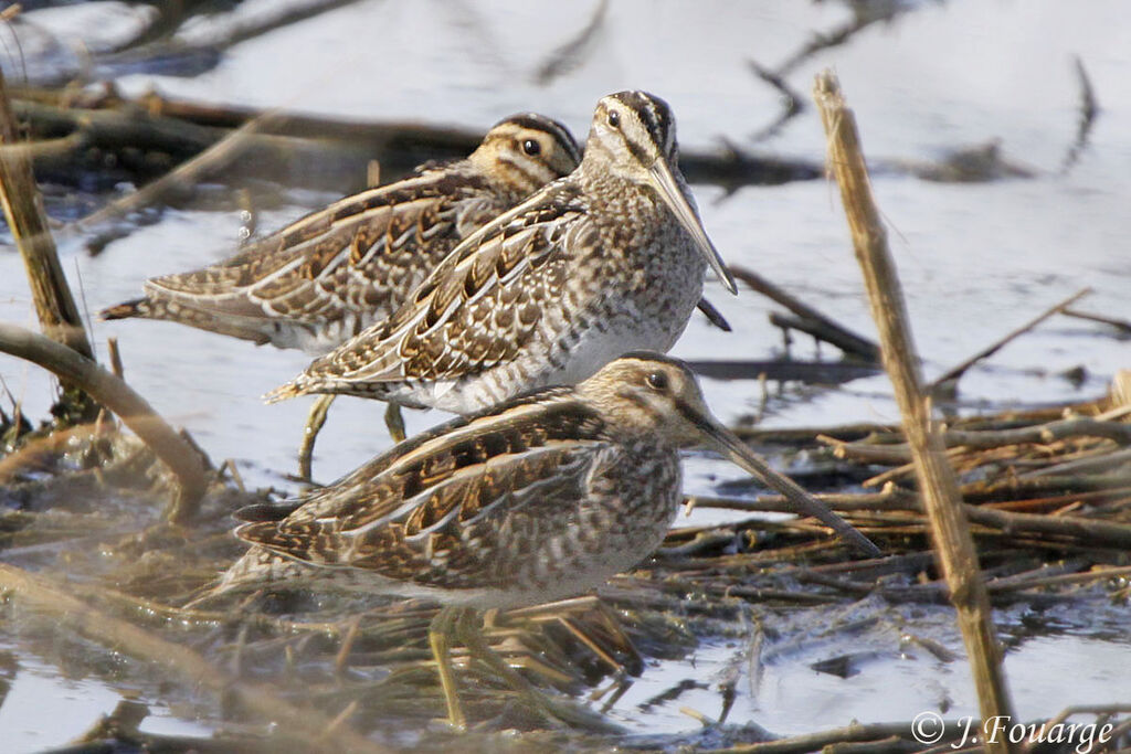 Common Snipe, identification