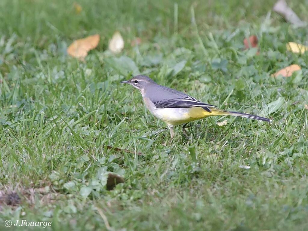 Grey Wagtail