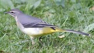 Grey Wagtail