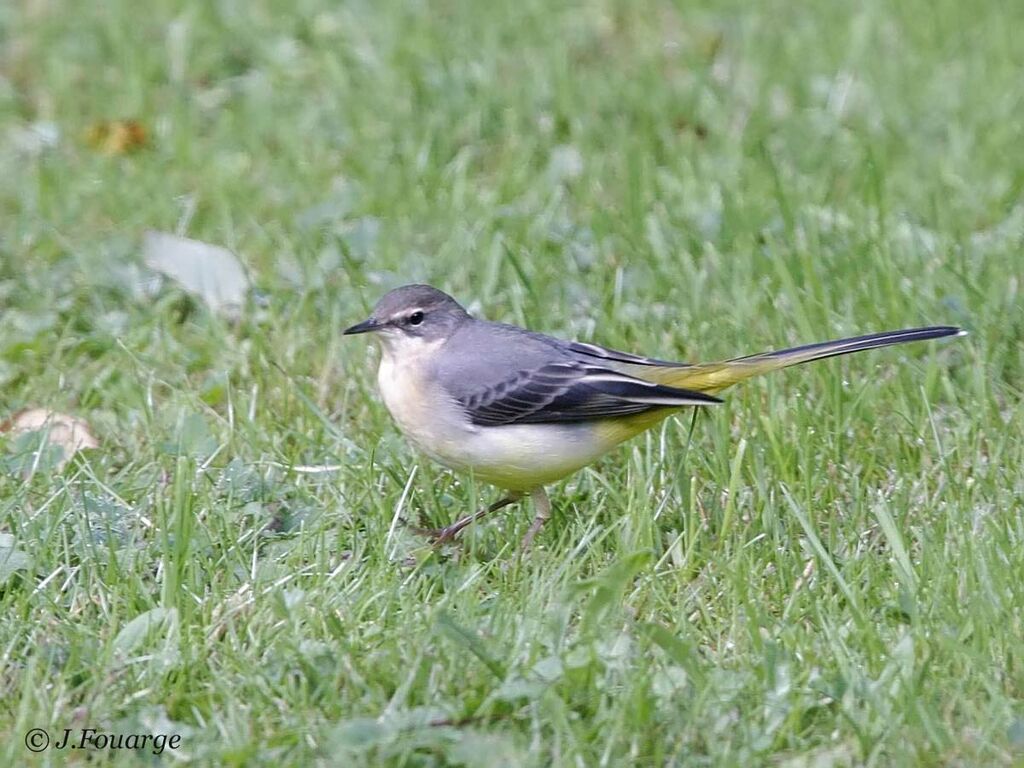 Bergeronnette des ruisseaux