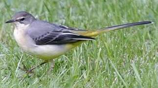 Grey Wagtail