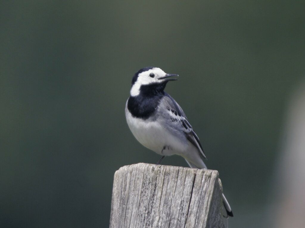 White Wagtail male adult