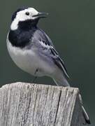 White Wagtail