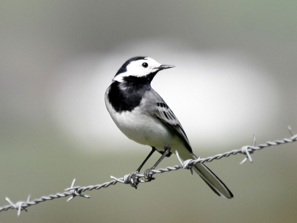 White Wagtail male adult