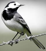 White Wagtail