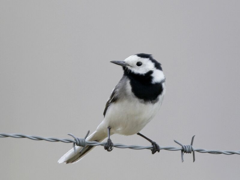 White Wagtail male adult