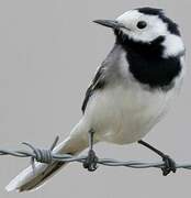 White Wagtail