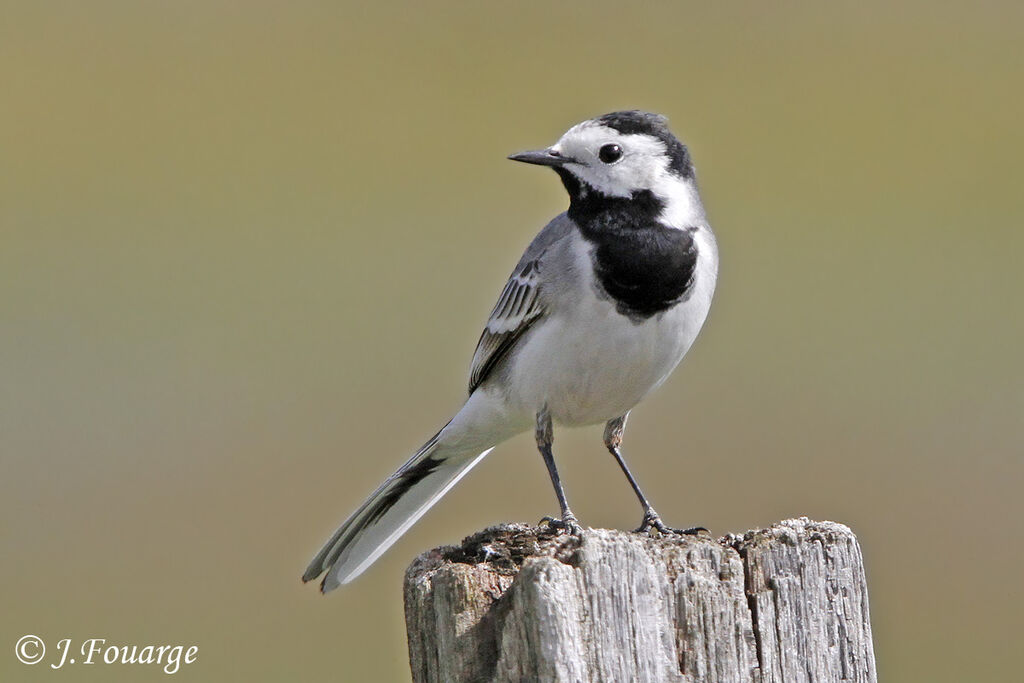 White Wagtailadult