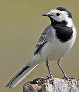 White Wagtail