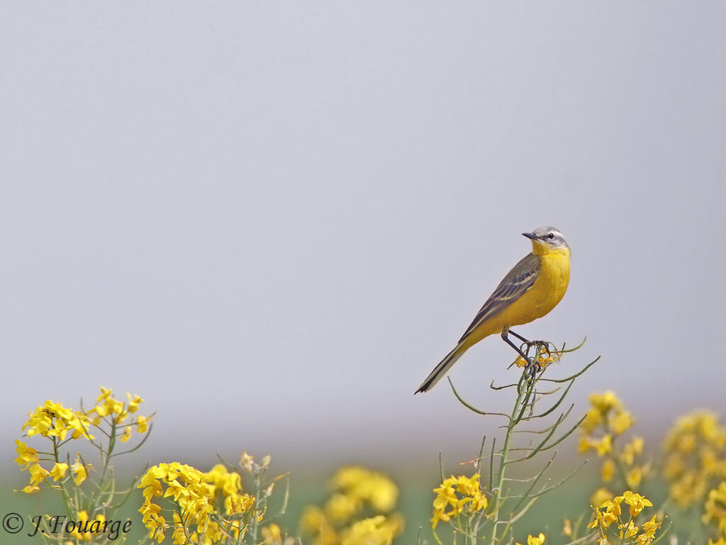 Western Yellow Wagtail, identification