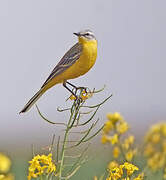 Western Yellow Wagtail