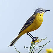 Western Yellow Wagtail