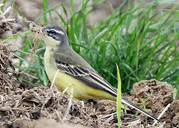 Western Yellow Wagtail