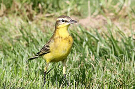 Western Yellow Wagtail