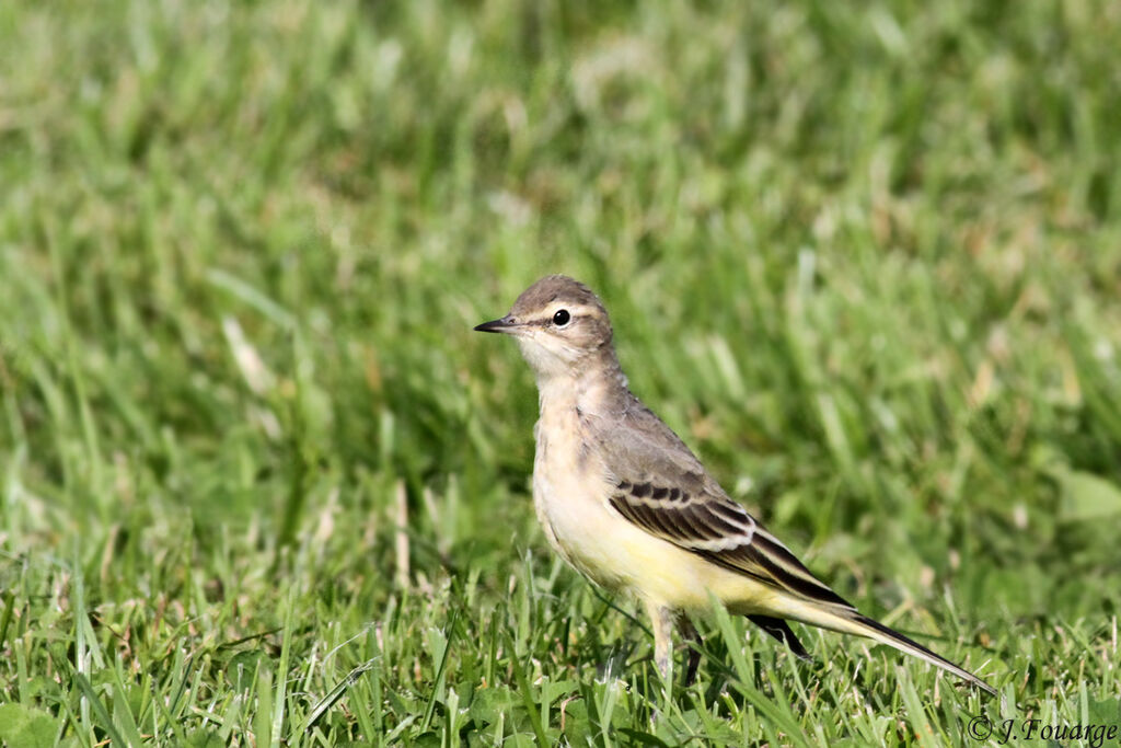 Western Yellow Wagtailjuvenile, identification