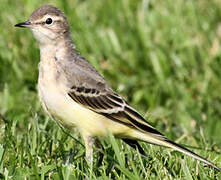 Western Yellow Wagtail