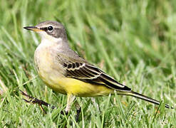 Western Yellow Wagtail