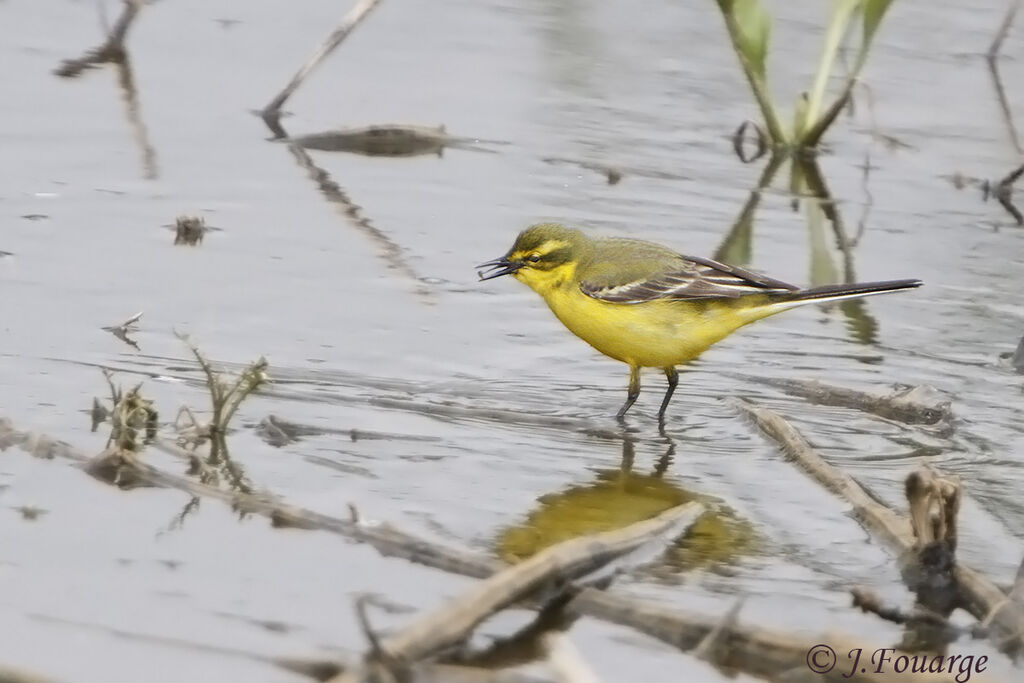 Western Yellow Wagtail male adult, identification