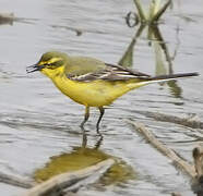 Western Yellow Wagtail